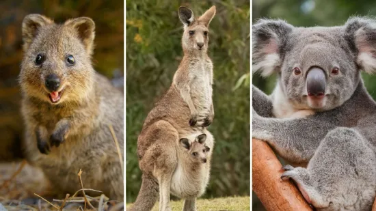 Fauna Australije je bogata brojnim vrstama, dokažite u kvizu da ih dobro poznajete