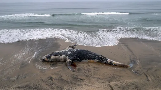 Valovi izbacili le&scaron;inu kita na plažu: Pogledajte akciju uklanjanja životinje od pet tona