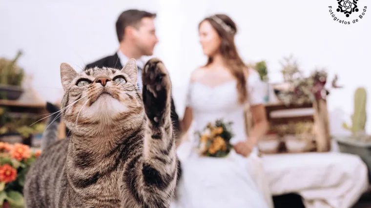 Ovo su najbolje fotografije s vjenčanja: Od bajkovitih prizora do onih koji će vas nasmijati do suza