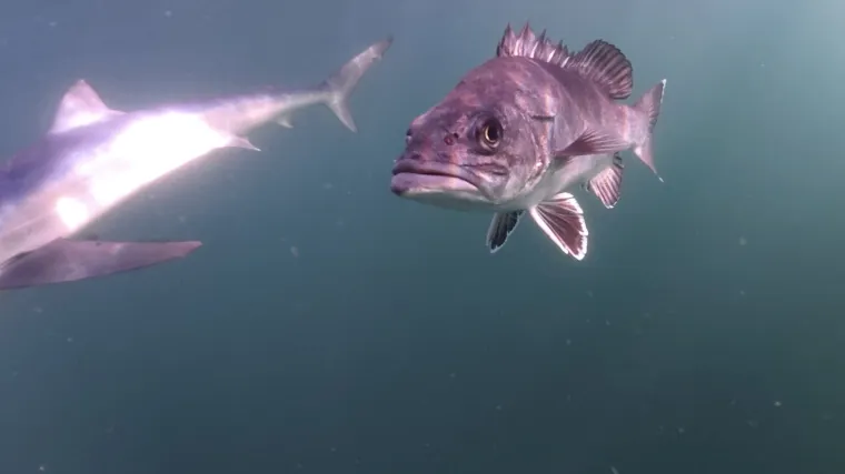 Uz obalu pronađeno rijetko pretpovijesno čudovi&scaron;te: Riječ je iznimno opasnoj vrsti