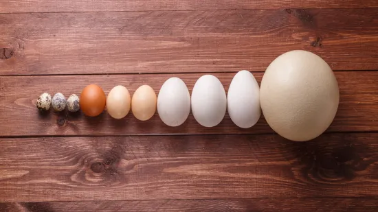 Poku&scaron;aj prepoznati barem četiri jaja ovih ptica, a samo će rijetki znati sve