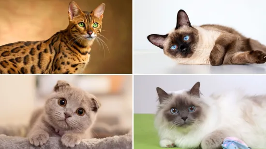 Neka od ovih pitanja mogla bi zbuniti i mačkoljupce: Dokažite da nije nemoguće znati sve