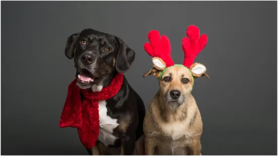 Znate li tko su krzneni i pernati simboli blagdana i za&scaron;to ba&scaron; oni?
