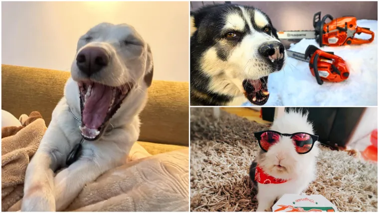 Poslali ste nam najsmje&scaron;nije fotke svojih ljubimaca i uljep&scaron;ali dan, totalni su urnebes