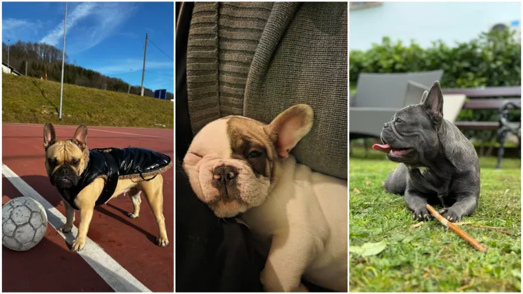 Neodoljiva pasmina osvaja srca: Te&scaron;ko je odoljeti va&scaron;im preslatkim francuskim buldozima