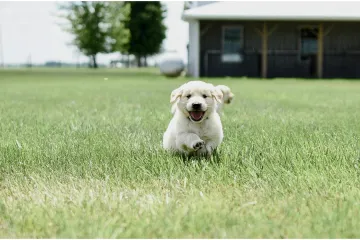 Definicija radosti: Zlatni retriver više je od lijepe njuškice, donosimo manje poznate činjenice