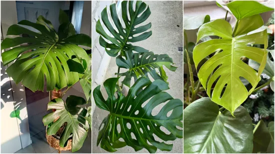 Obožavate ih: Izdvojili smo fotografije prekrasnih monstera koje ste nam poslali