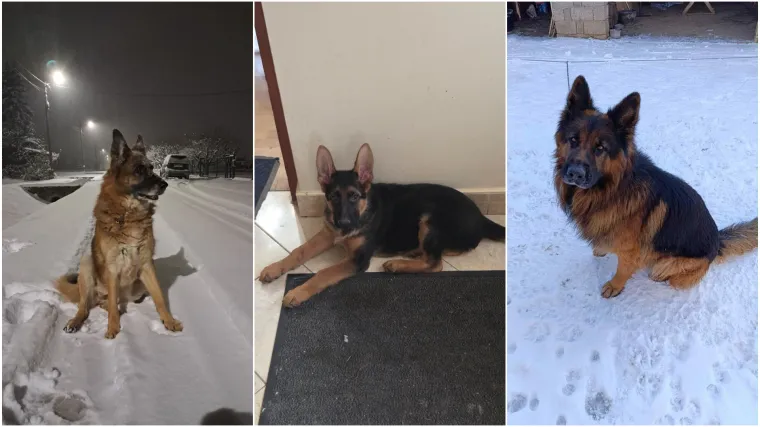 Oprez, o&scaron;tar pas! Ma ne, to su samo fotografije va&scaron;ih divnih njemačkih ovčara