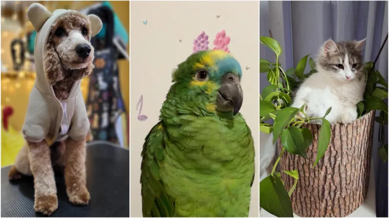 Ovo su fotografije va&scaron;ih preslatkih kućnih ljubimaca: Oni su članovi obitelji, a ovo su samo neki od njih